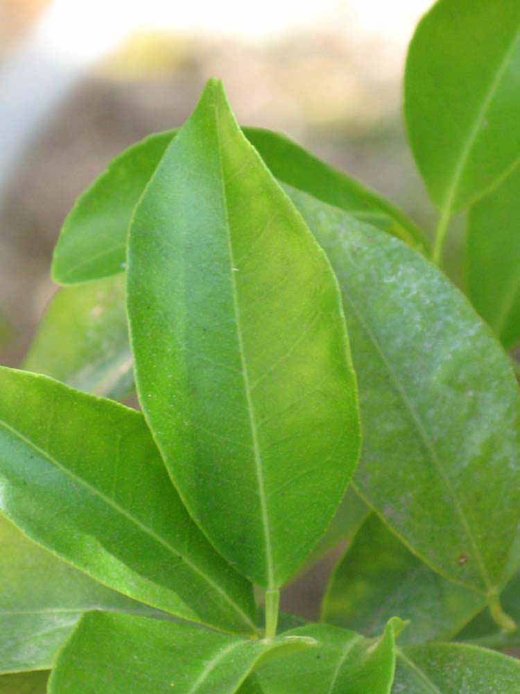              Unifoliolate leaf (Riverside, CA)       